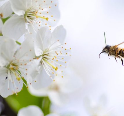 Macro shot of a bee flying towards white cherry blossoms, highlighting pollination in spring.