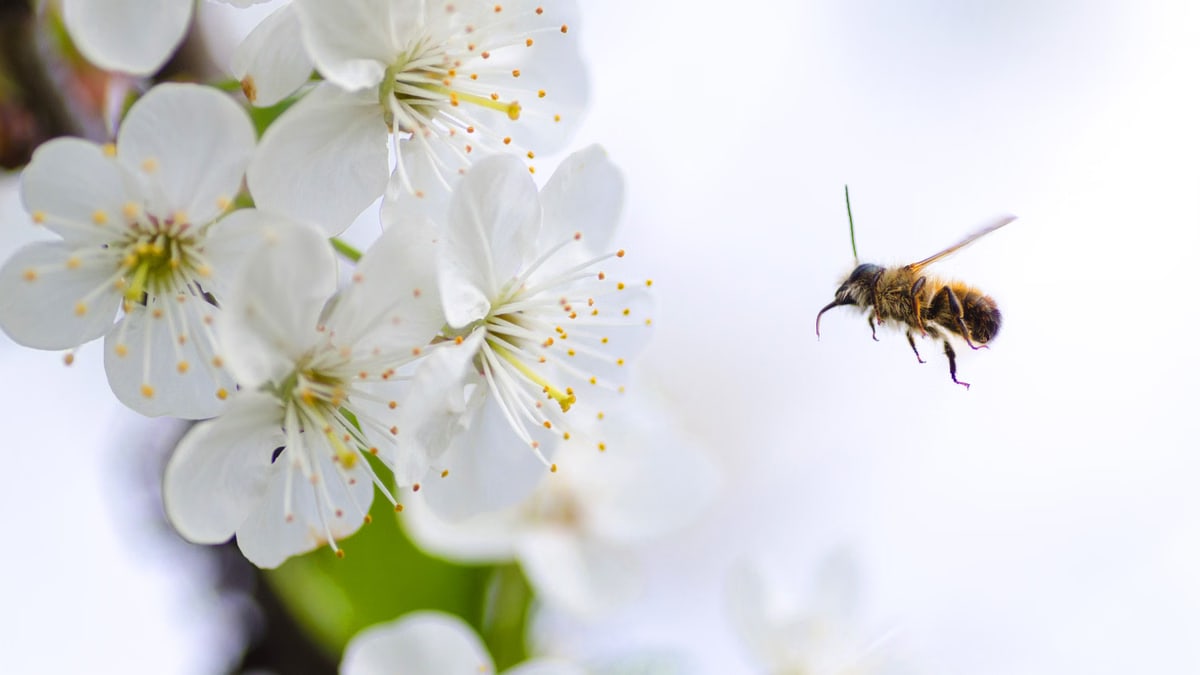 Macro shot of a bee flying towards white cherry blossoms, highlighting pollination in spring.